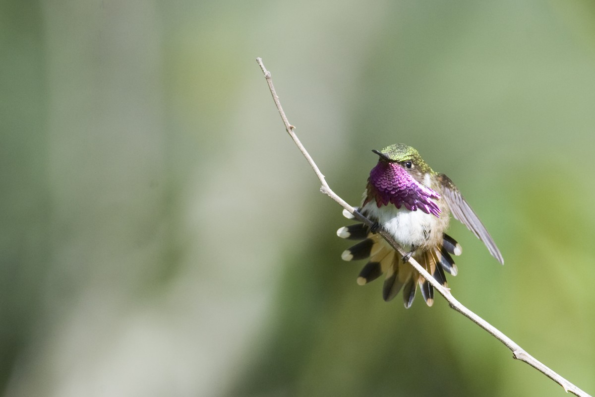 Wine-throated Hummingbird - Sole Sunshine de Vries