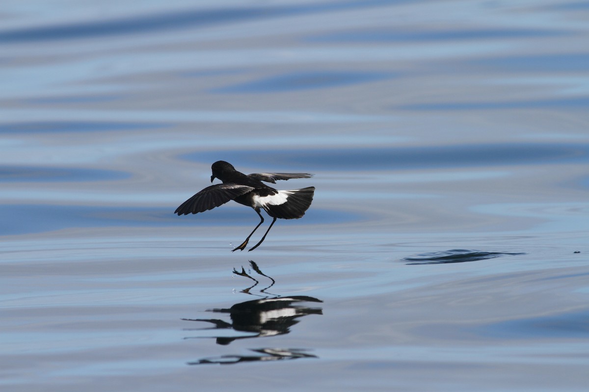 Pincoya Storm-Petrel