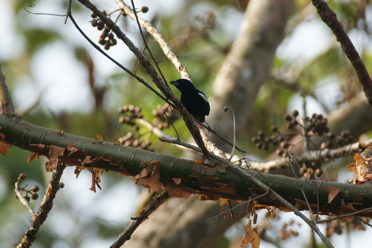 White-shouldered Tanager - ML84400921