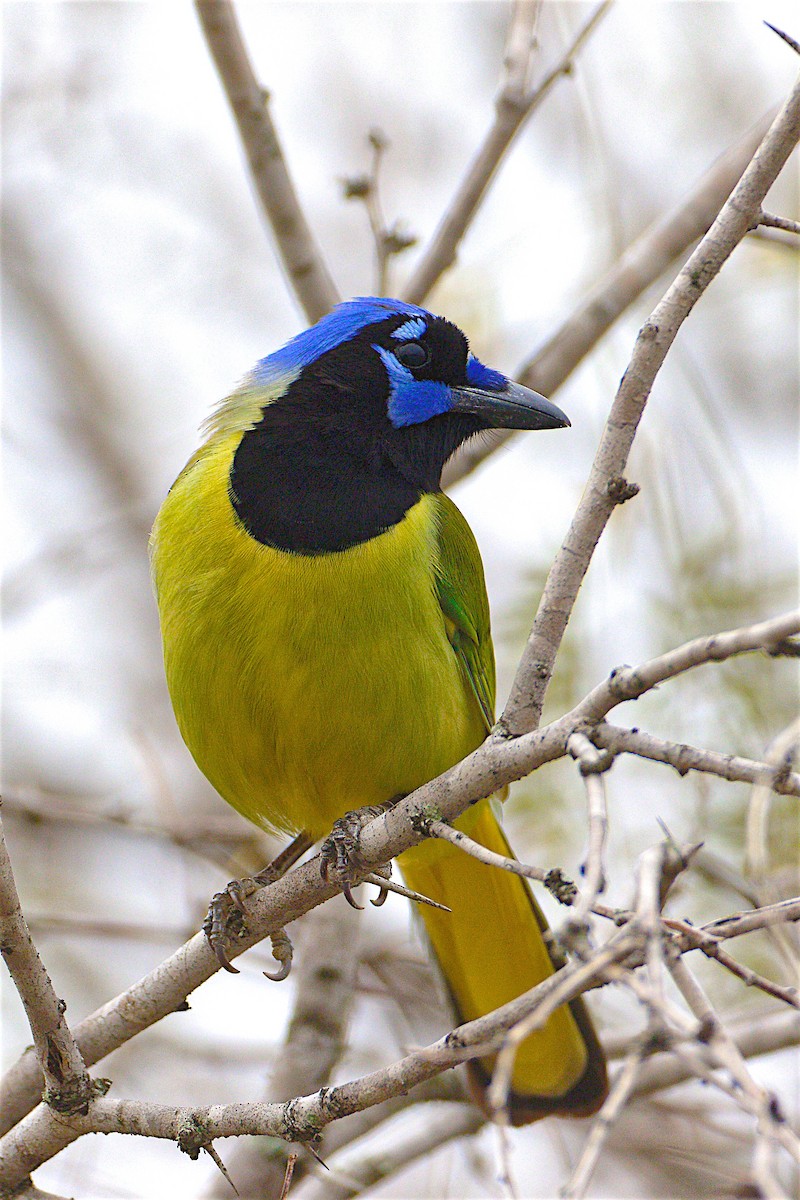 Green Jay - Tamuk Ornithology