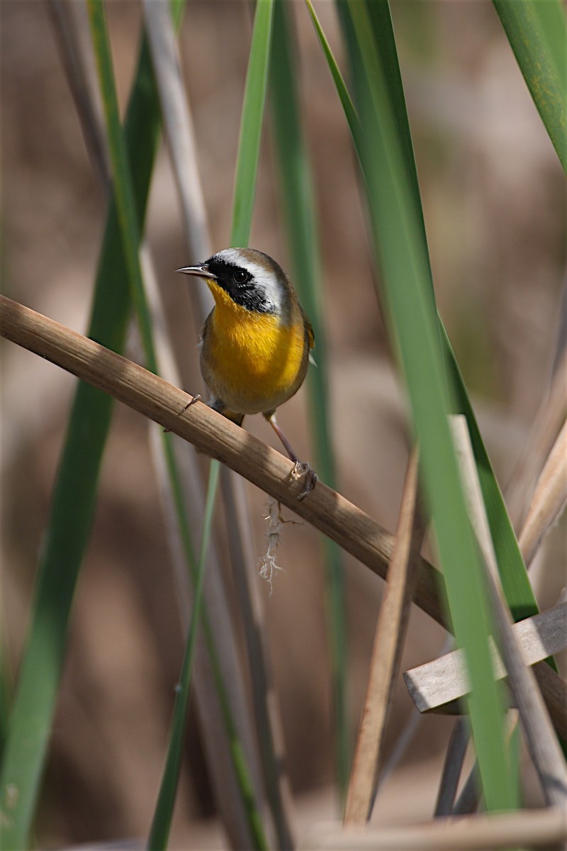 Common Yellowthroat - Tamuk Ornithology