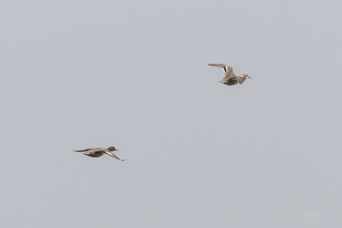 Green-winged Teal - ML84403221