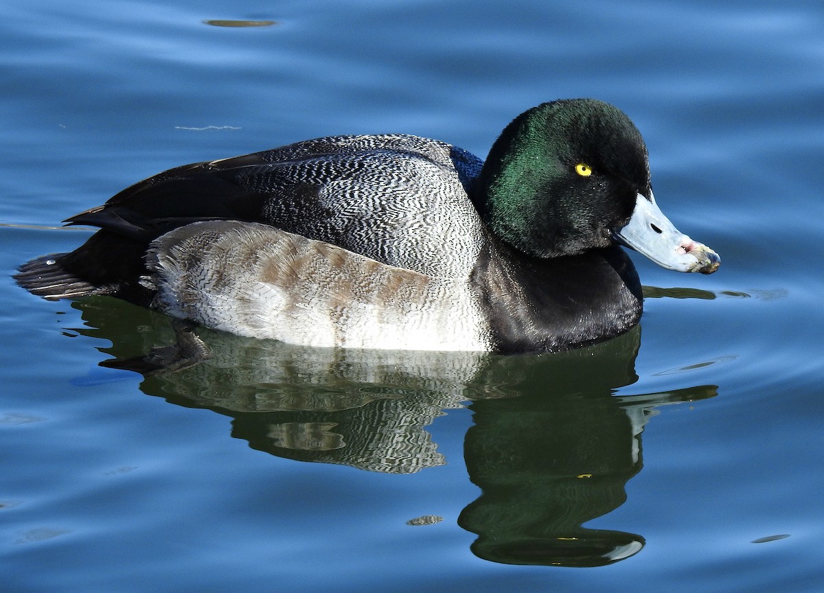 Greater Scaup - ML84407401