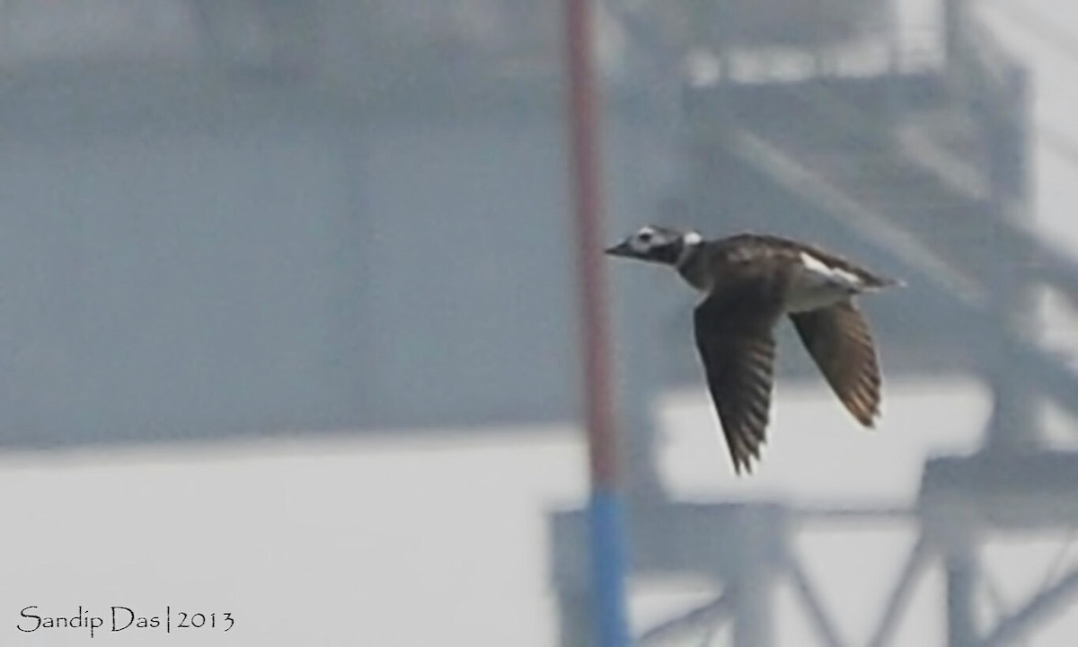 Long-tailed Duck - Sandip Das