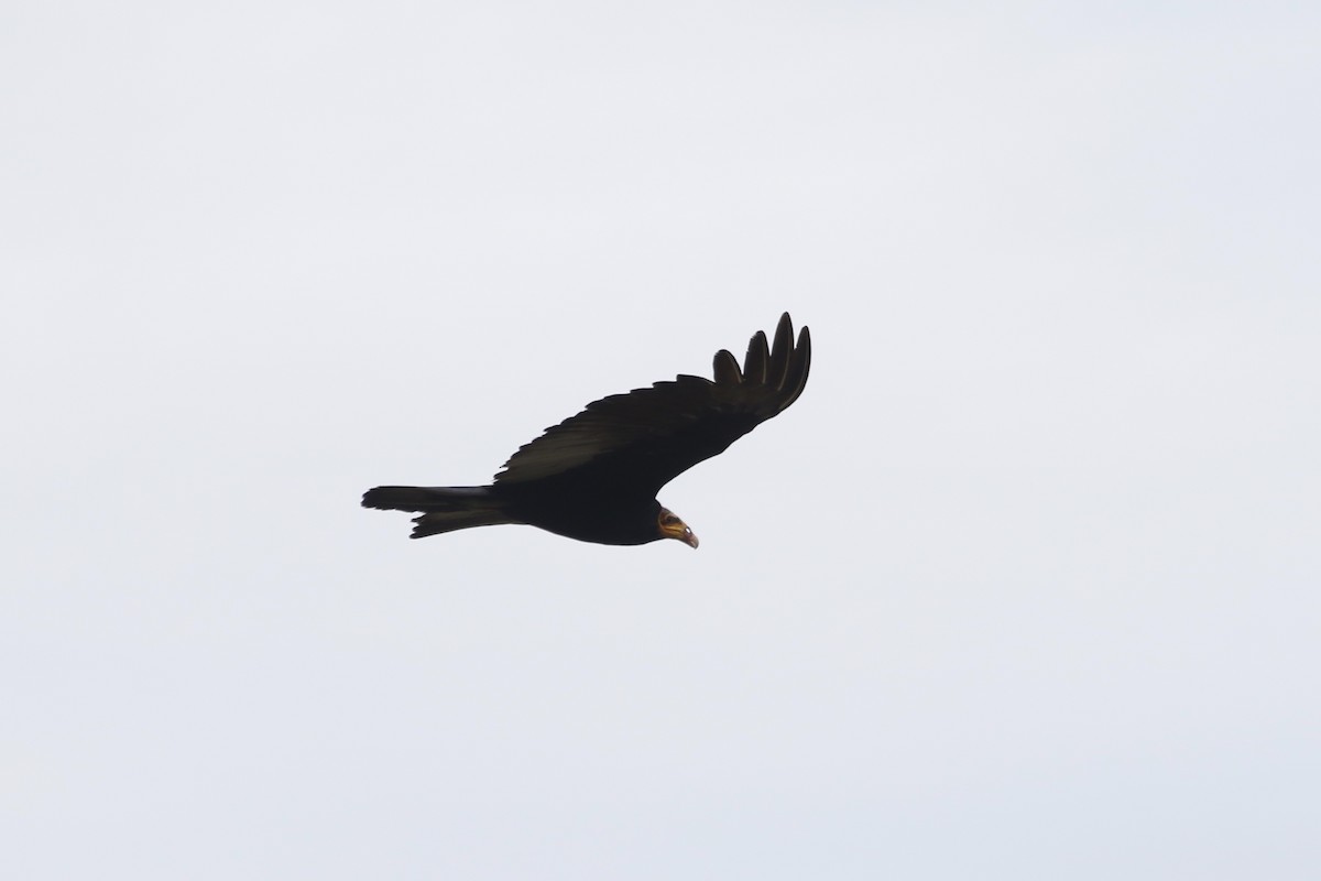 Greater Yellow-headed Vulture - ML84409231
