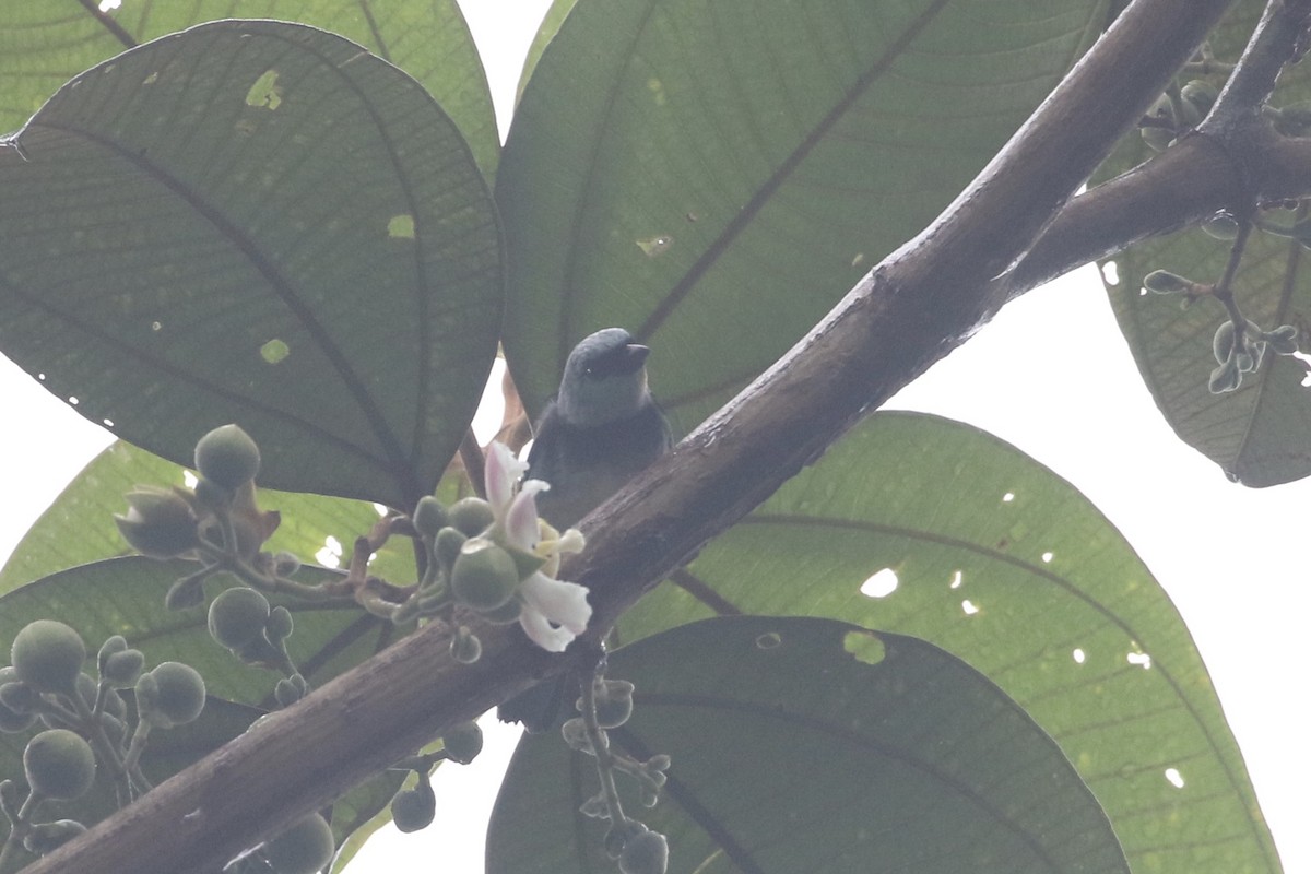 Masked Tanager - ML84409761