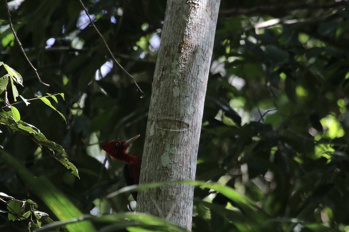 Red-necked Woodpecker - Eric Heisey