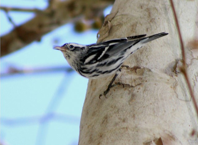 Black-and-white Warbler - ML84413331