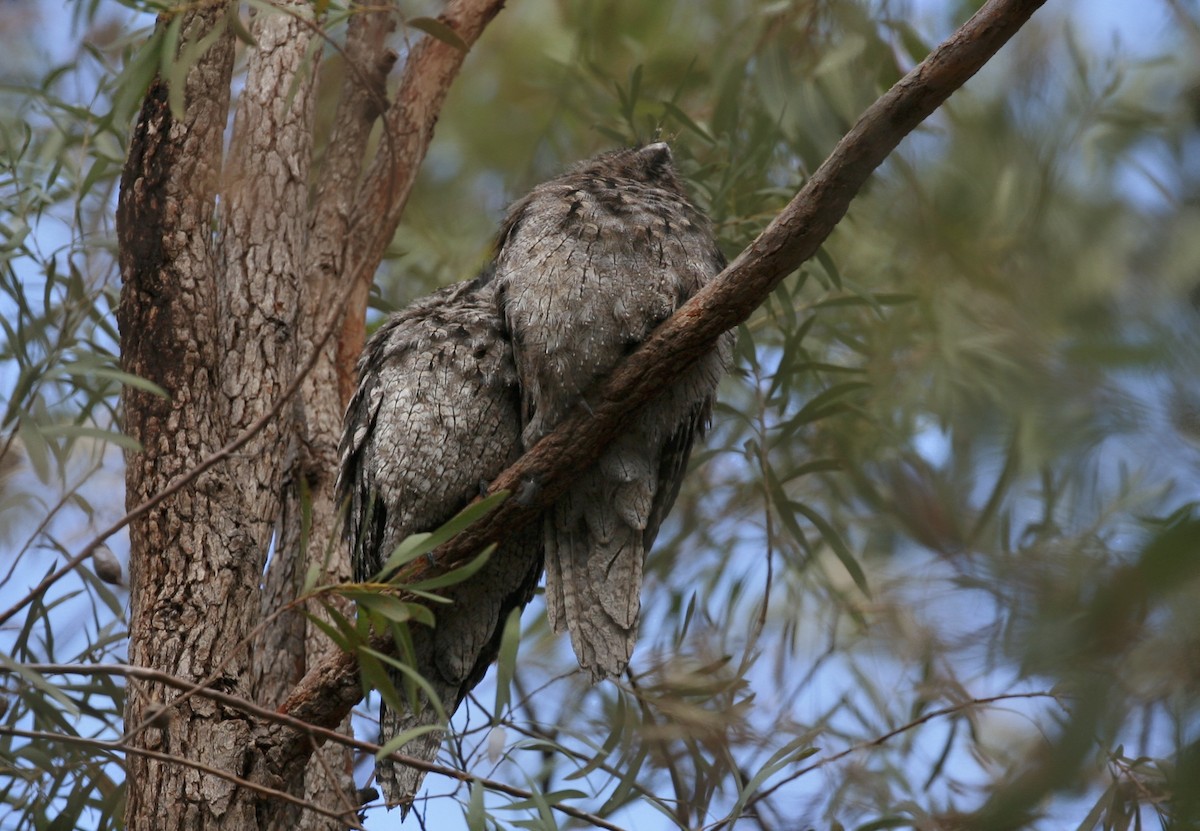 Tawny Frogmouth - Anonymous