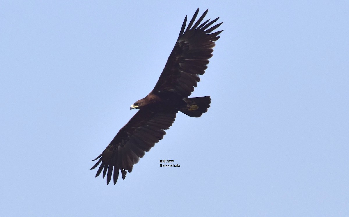Greater Spotted Eagle - mathew thekkethala
