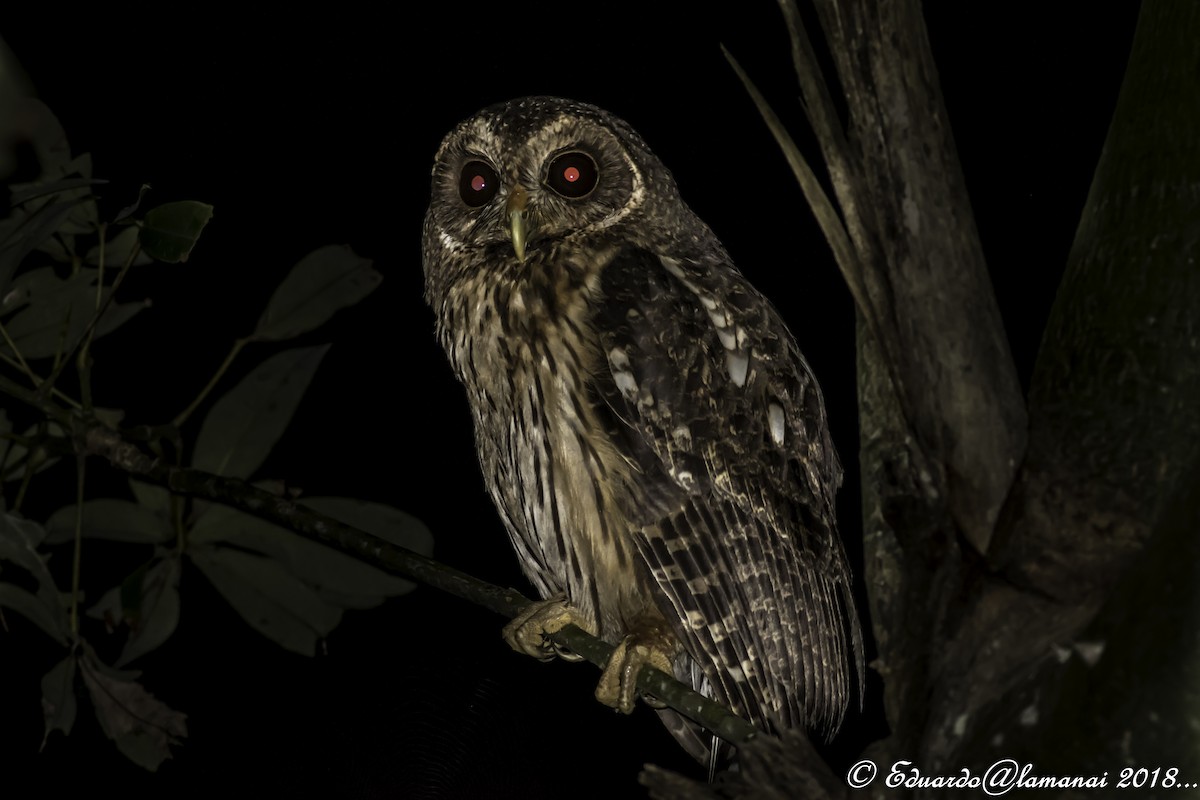 Mottled Owl - Jorge Eduardo Ruano
