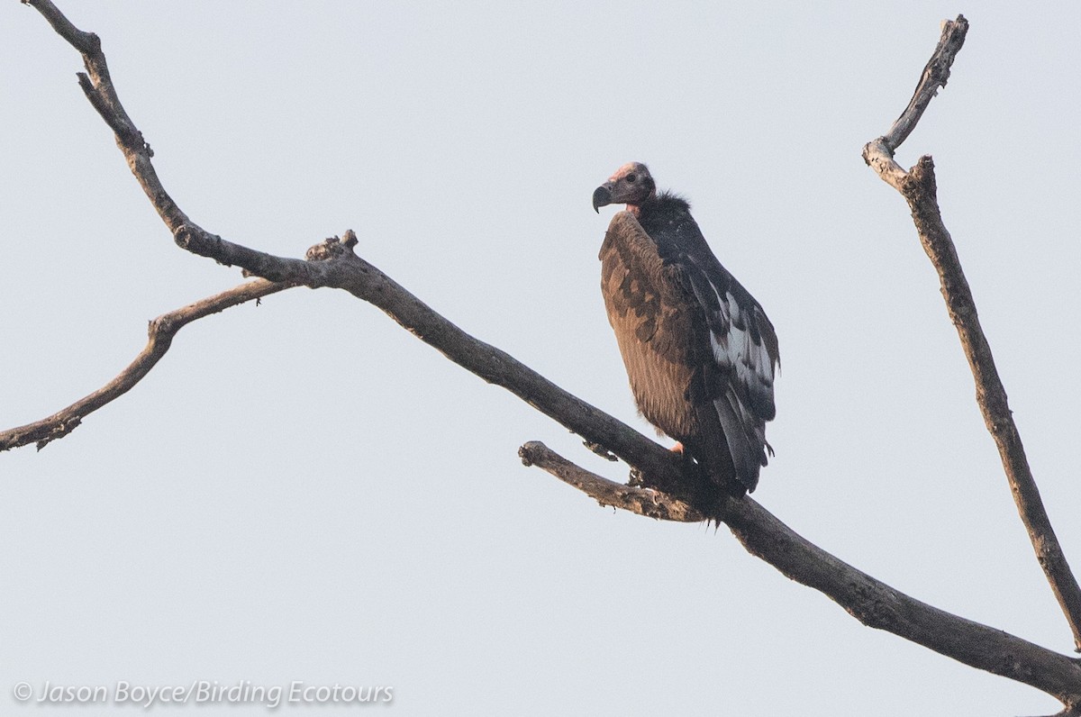 Red-headed Vulture - ML84414851