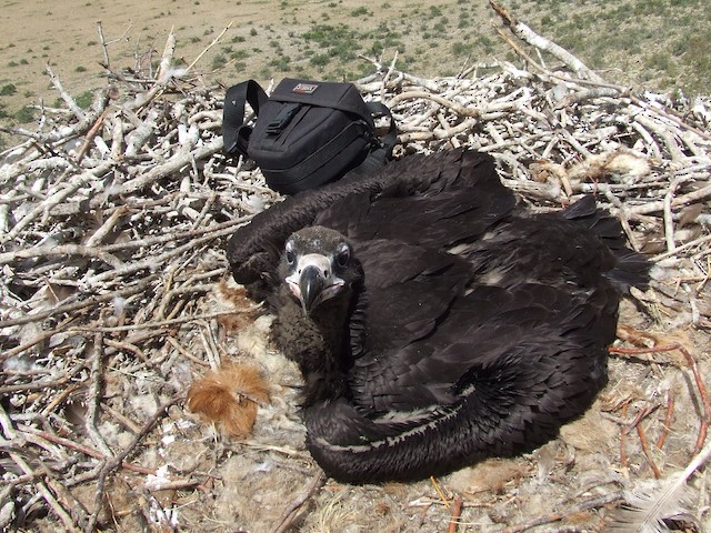 Dorsal view of fledgling.&nbsp; - Cinereous Vulture - 