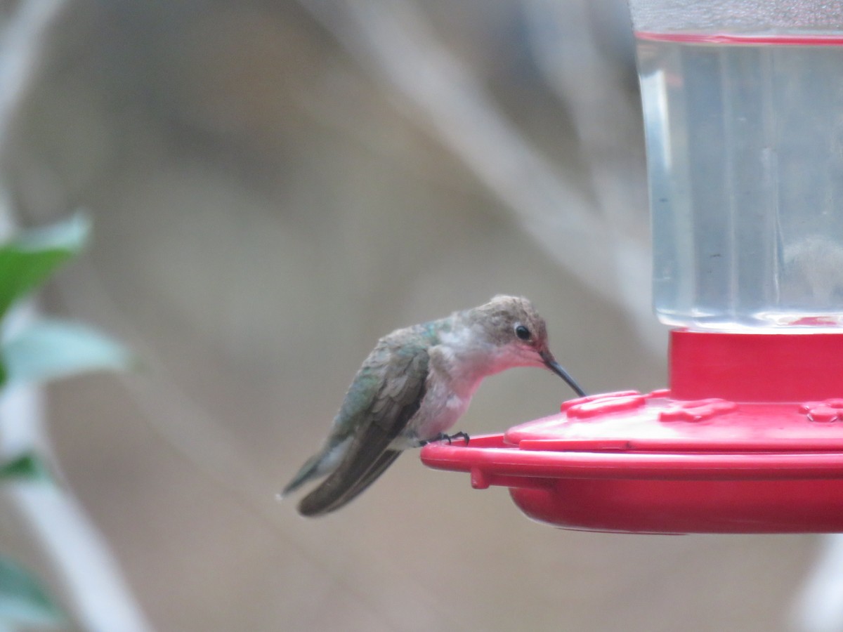 Black-chinned Hummingbird - ML84416651