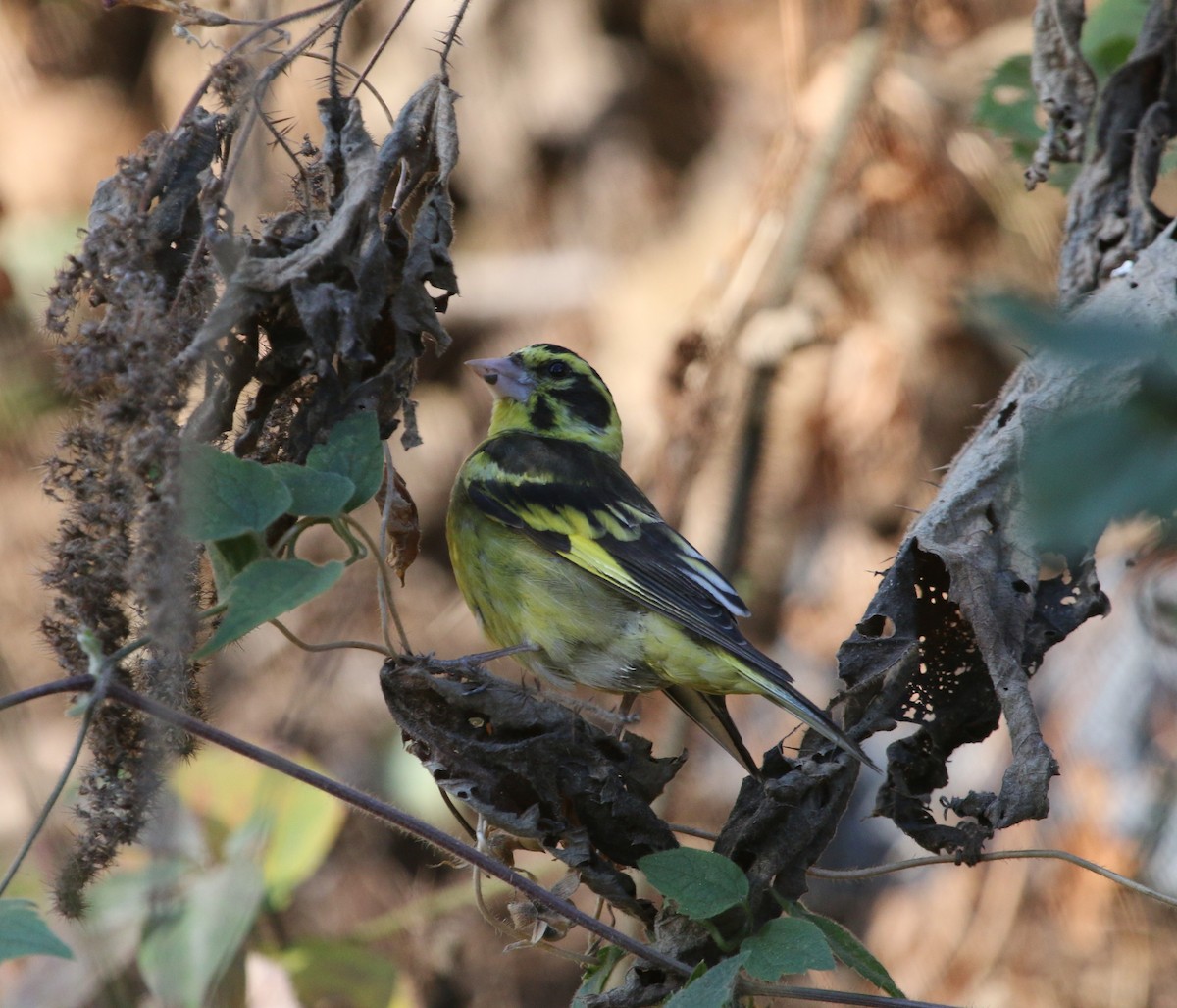 Yellow-breasted Greenfinch - ML84416661