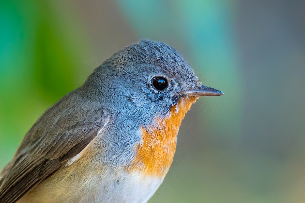 Red-breasted Flycatcher - ML84417301