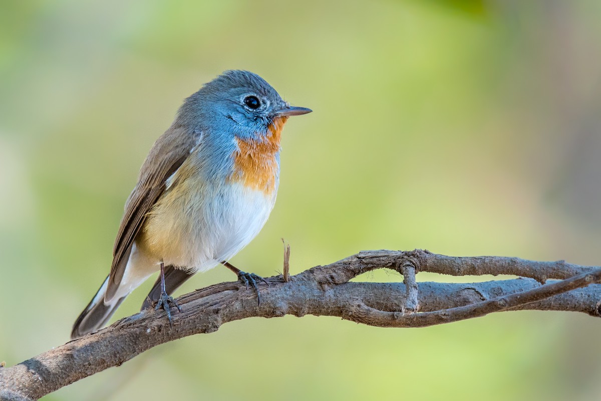 Red-breasted Flycatcher - ML84417321