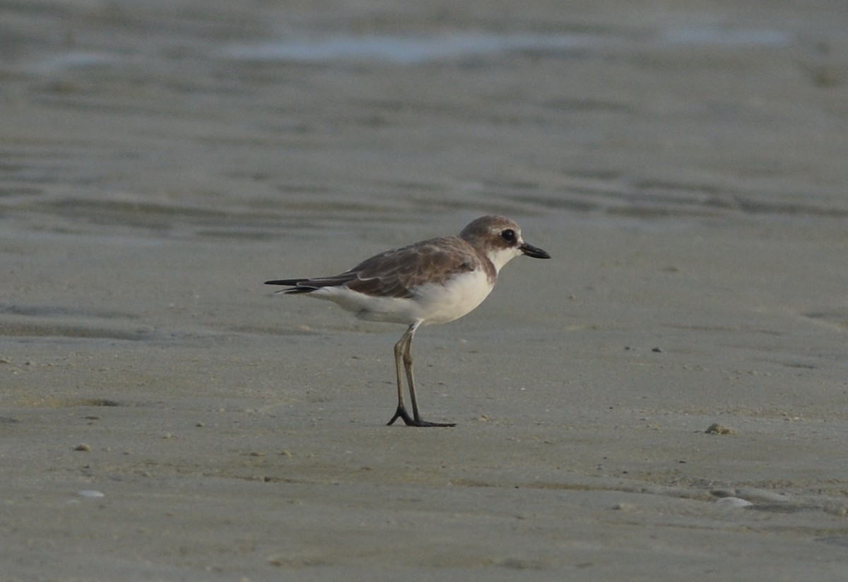 Greater Sand-Plover - Clive Harris
