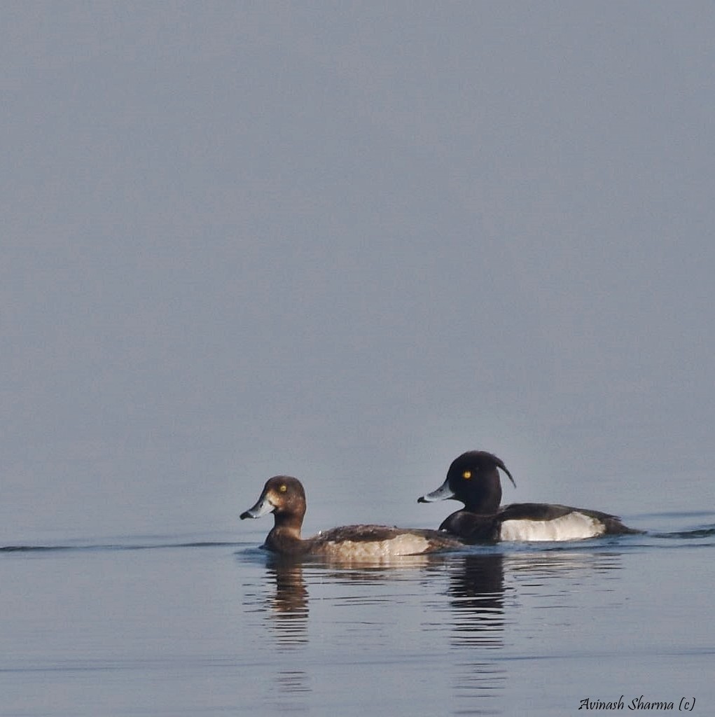 Tufted Duck - ML84419081