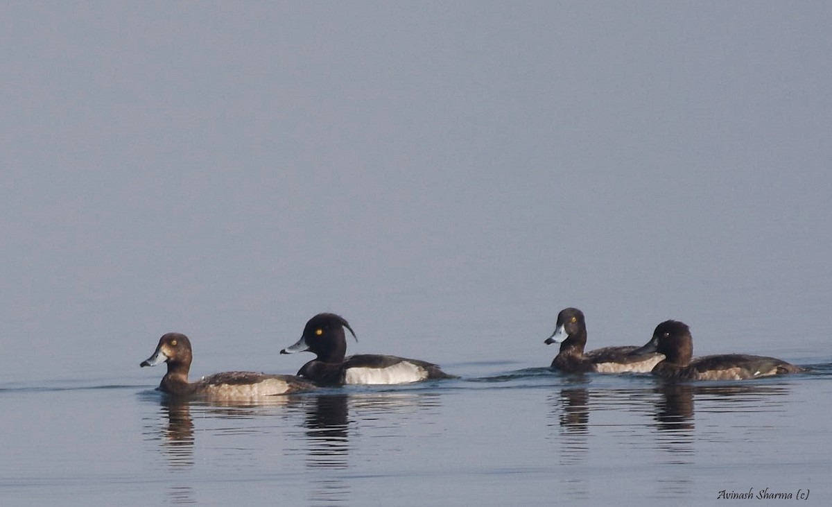 Tufted Duck - ML84419761