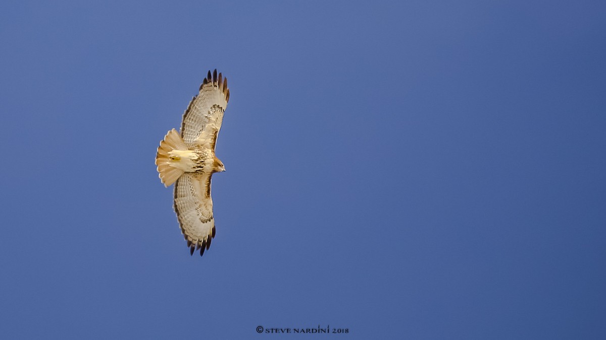 Red-tailed Hawk - Steve Nardini
