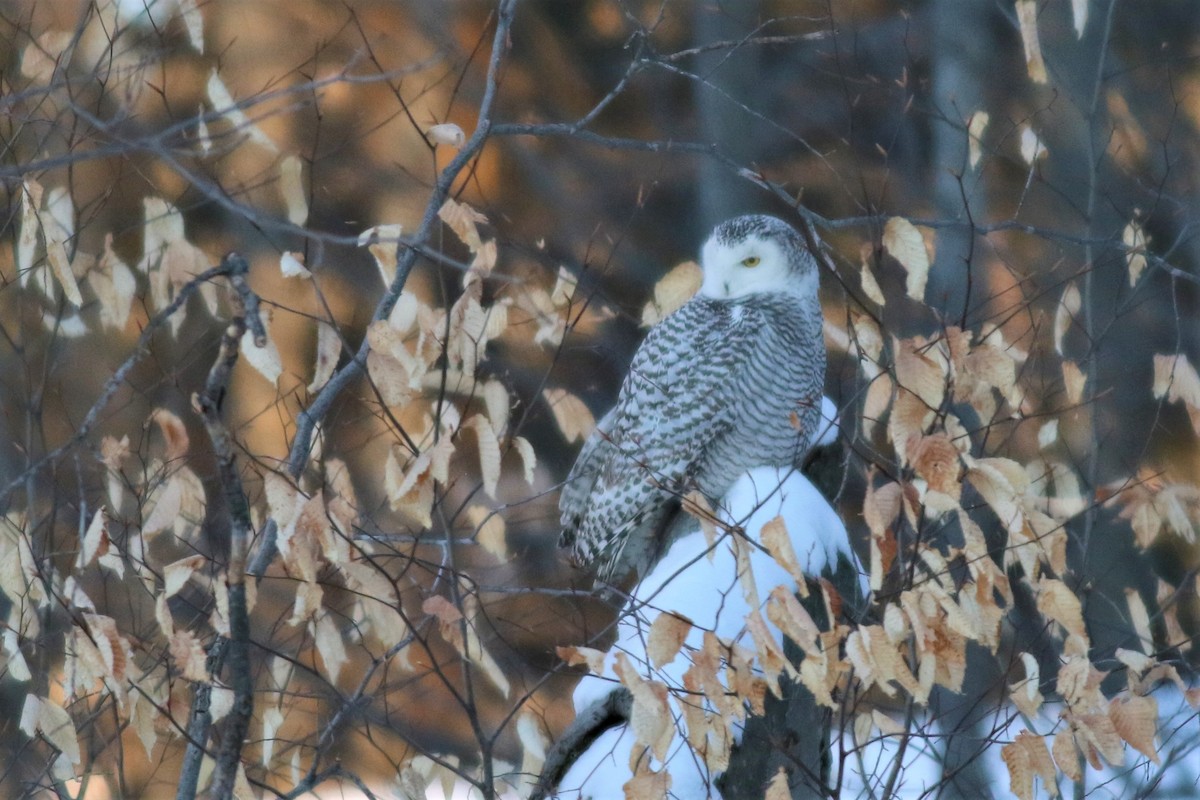 Snowy Owl - ML84420161