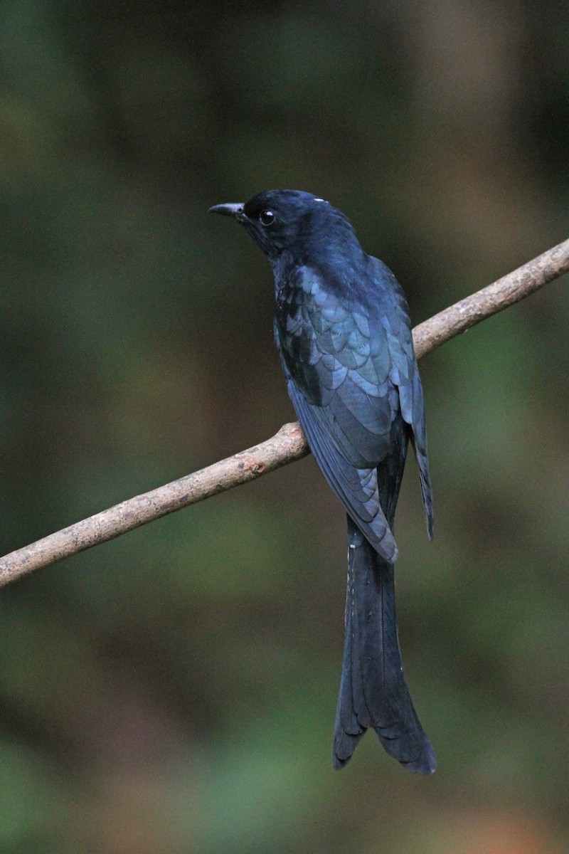 Fork-tailed Drongo-Cuckoo - Michael McCloy