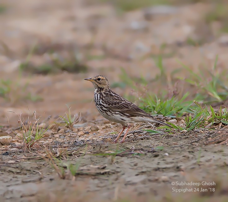 Red-throated Pipit - ML84425201
