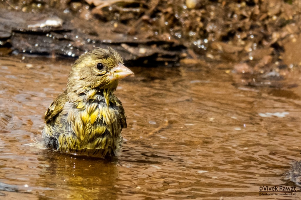 Yellow-breasted Greenfinch - ML84426751