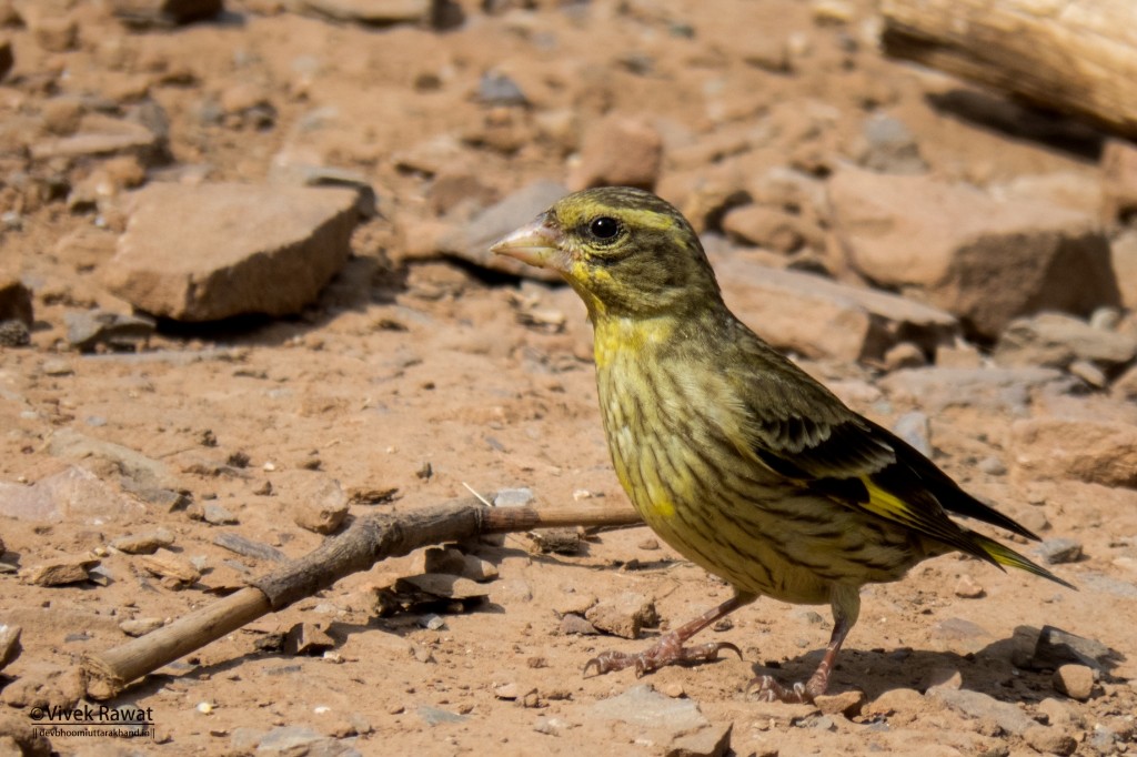 Yellow-breasted Greenfinch - ML84427141