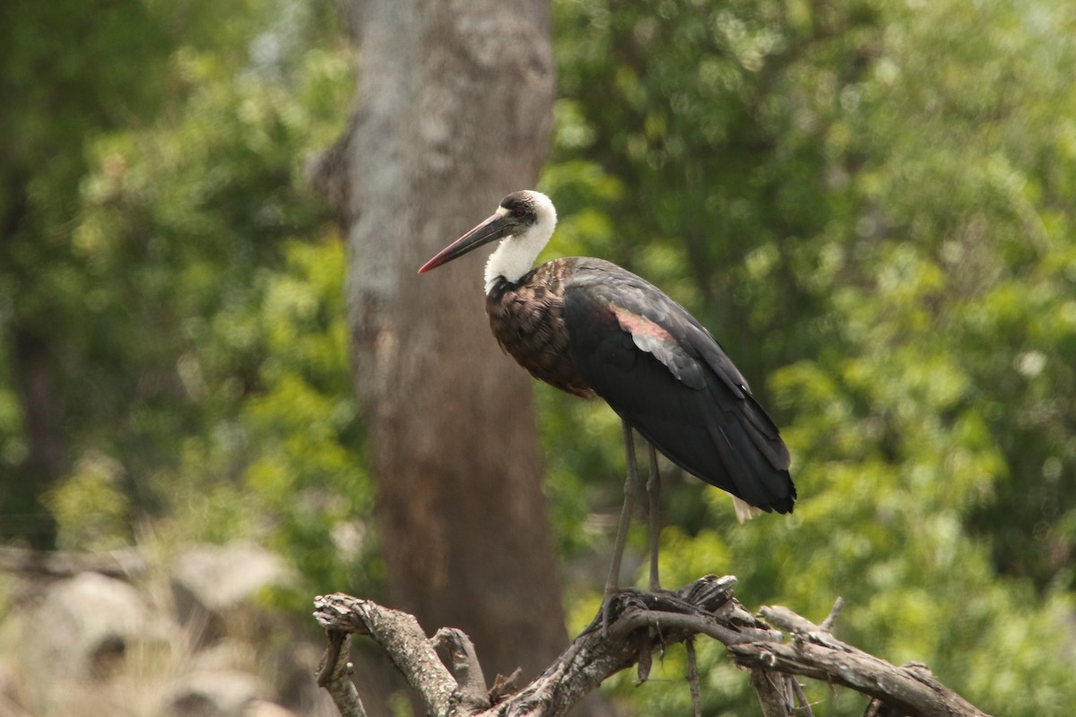 African Woolly-necked Stork - Stephen McCullers