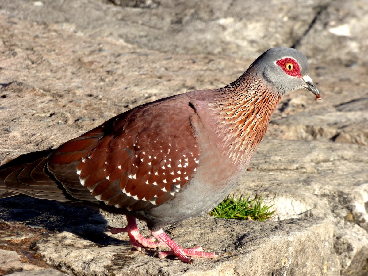 Speckled Pigeon - ML84427791