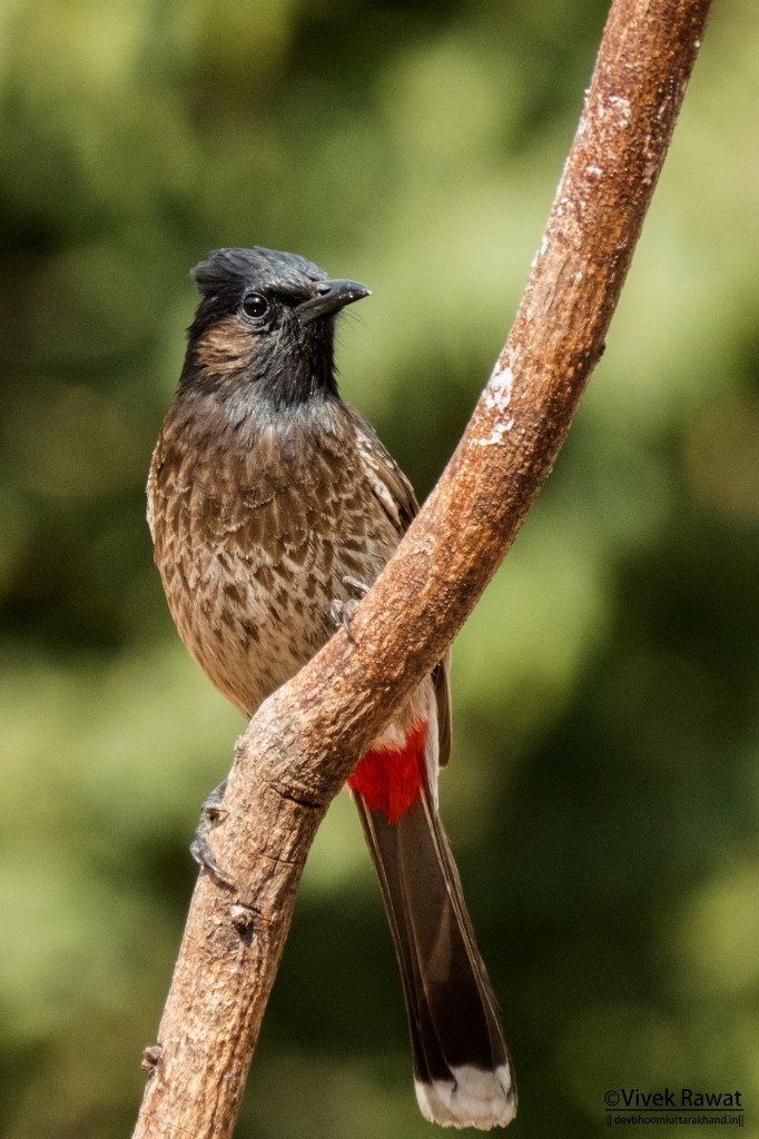 Red-vented Bulbul - ML84428681