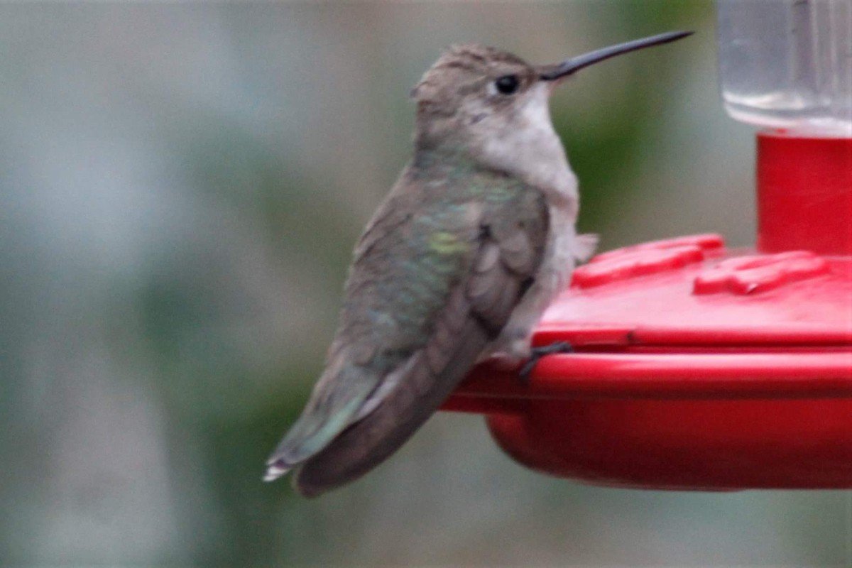 Black-chinned Hummingbird - ML84430511