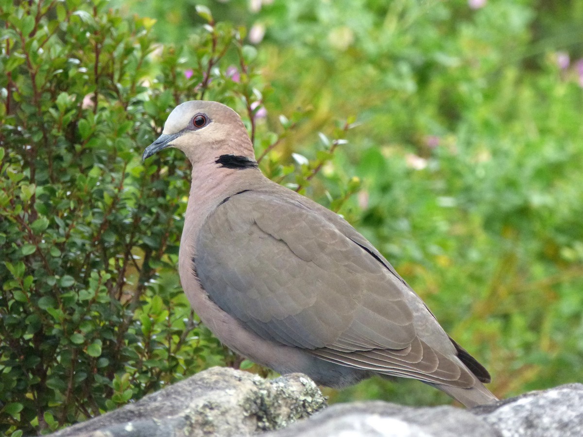 Red-eyed Dove - ML84430521