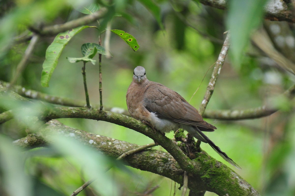 Spotted Dove - ML84434781