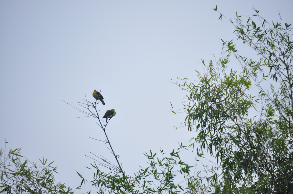 White-bellied Green-Pigeon - ML84435471