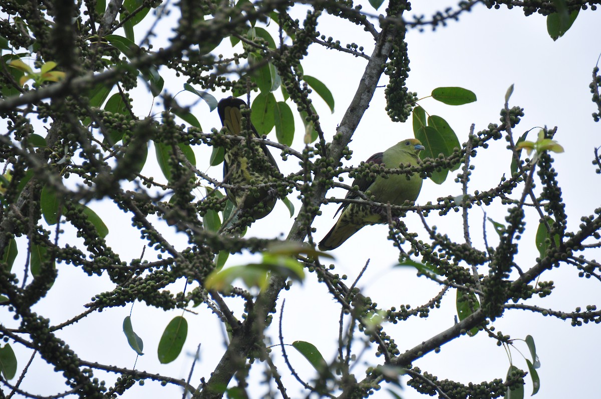 Тайваньский зелёный голубь (formosae/filipinus) - ML84435901