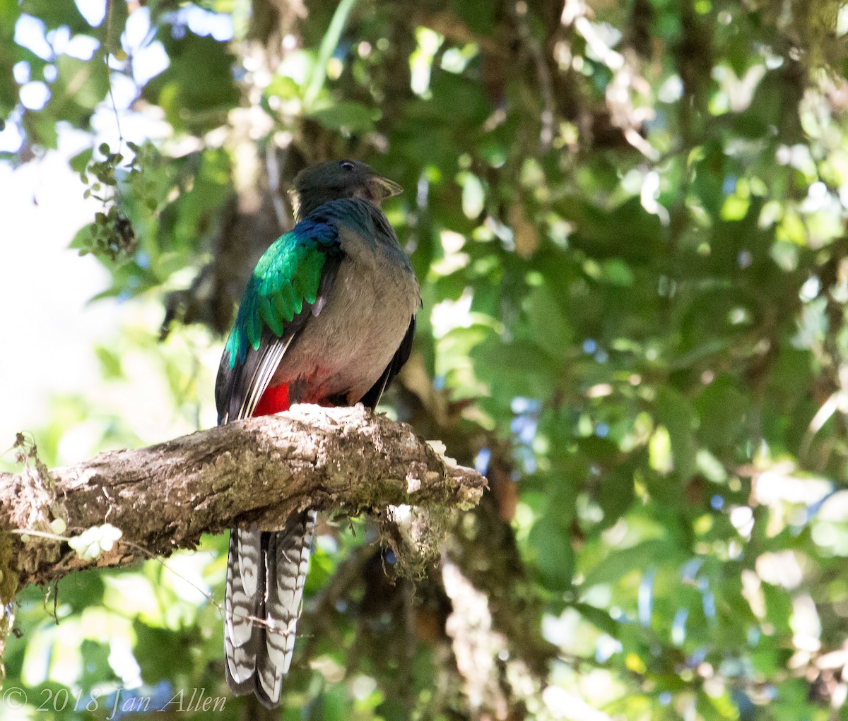 Quetzal Guatemalteco - ML84436081