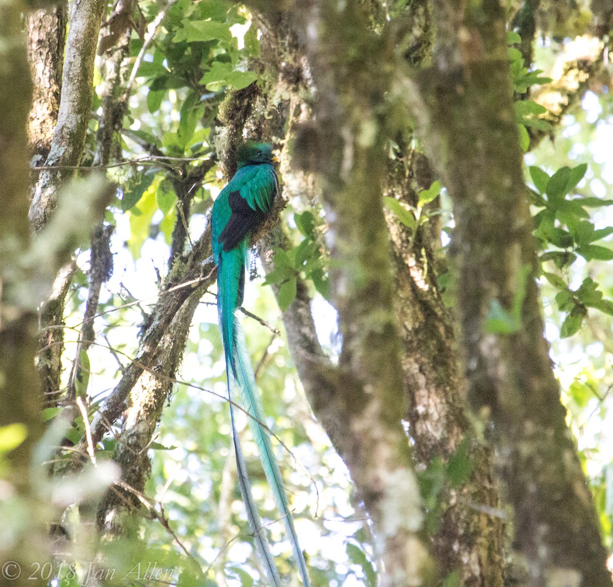 Quetzal Guatemalteco - ML84436181