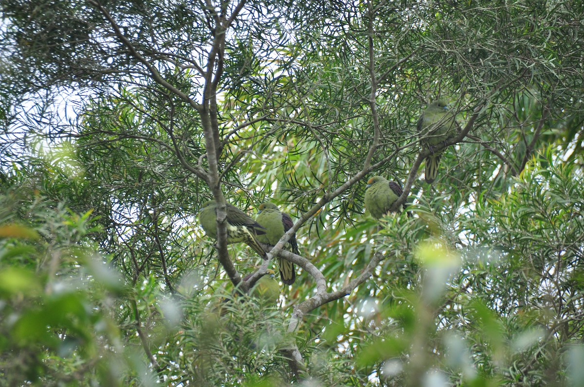 Whistling Green-Pigeon (Taiwan) - ML84436441