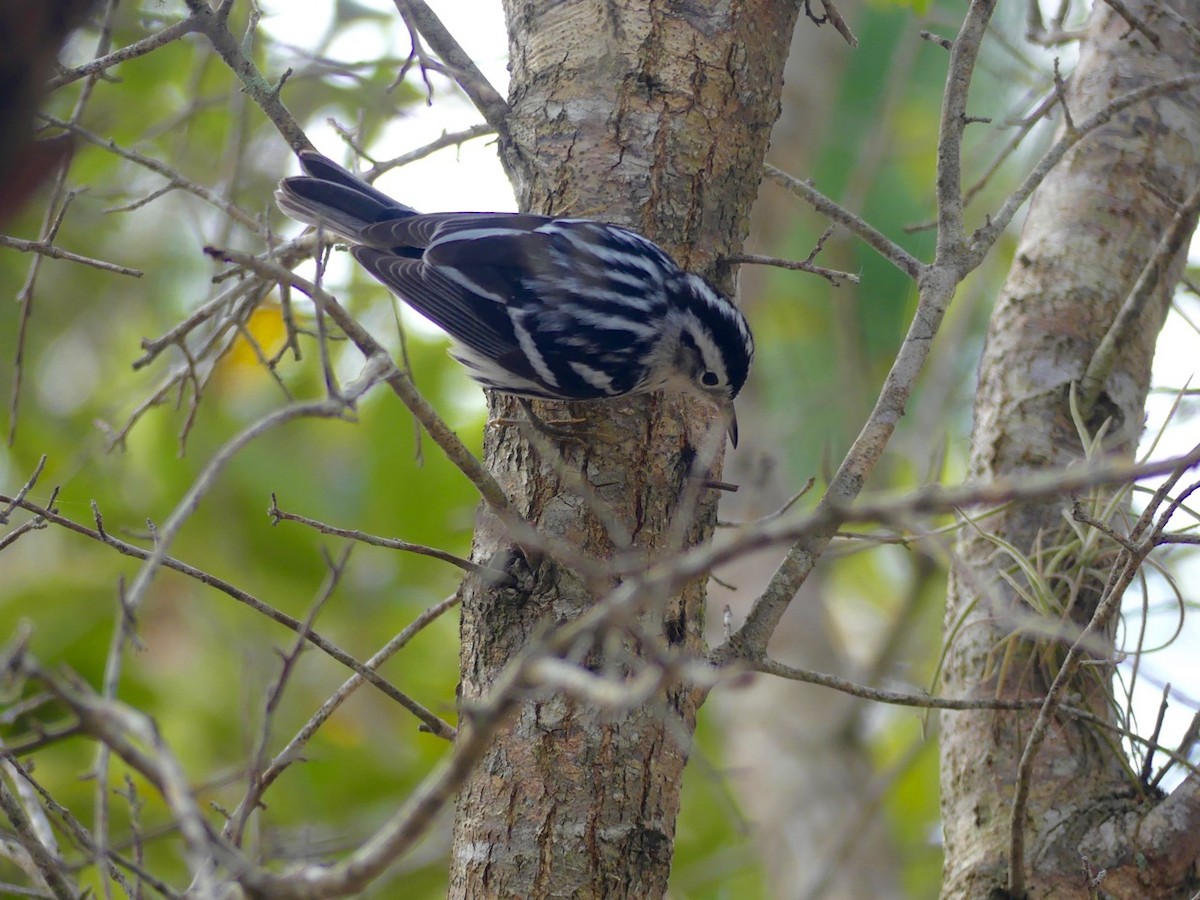 Black-and-white Warbler - Cindy Olson