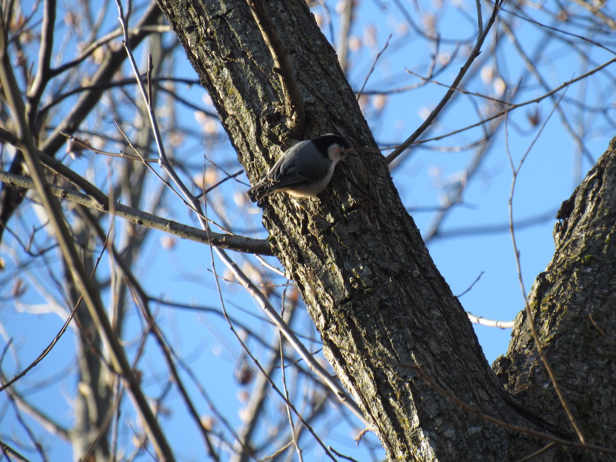 White-breasted Nuthatch - ML84438091