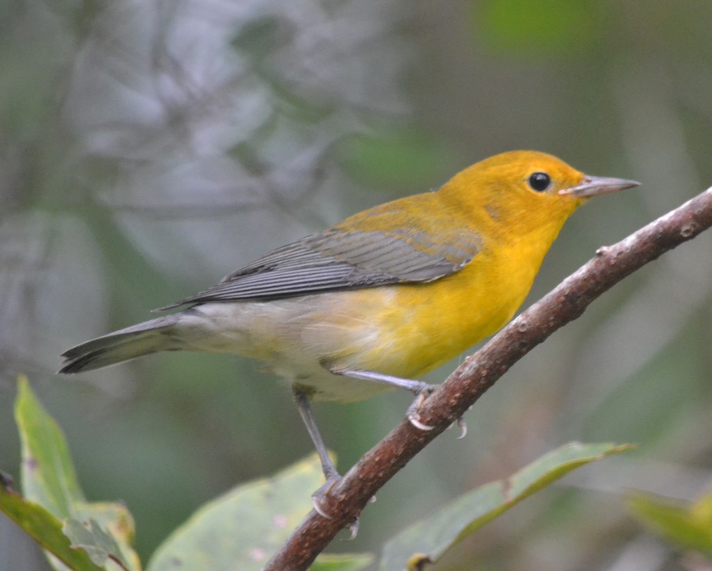Prothonotary Warbler - Andrew Rapp