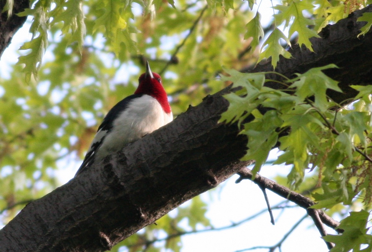 Red-headed Woodpecker - ML84449551