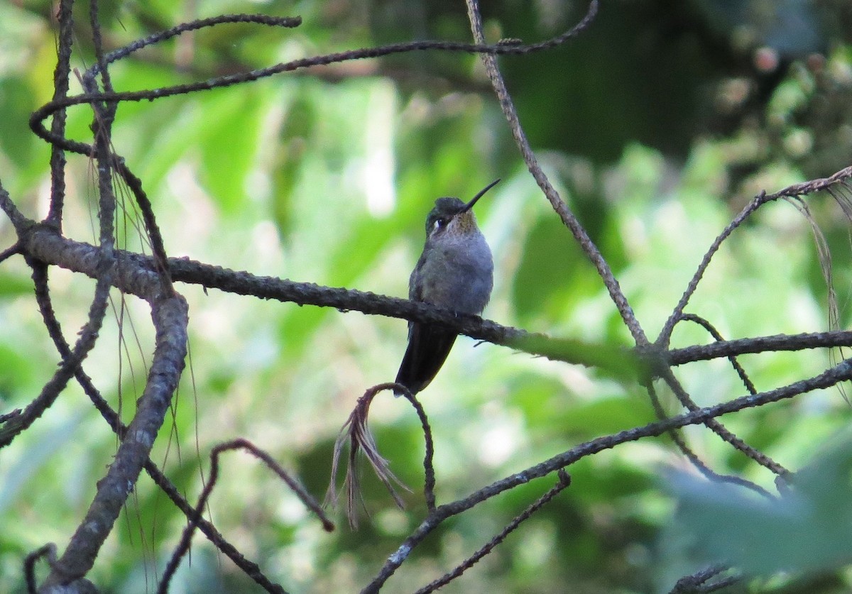 Rivoli's Hummingbird - ML84450111