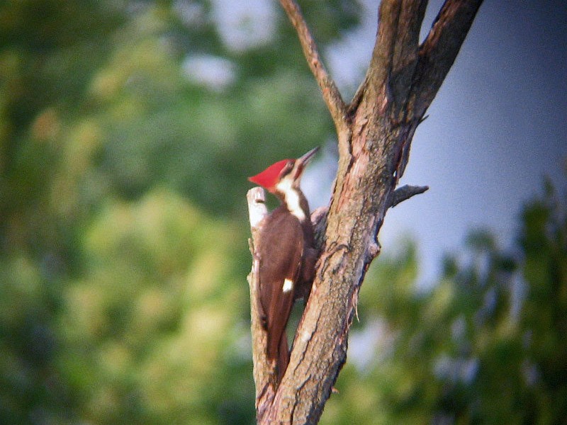 Pileated Woodpecker - Brian Henderson