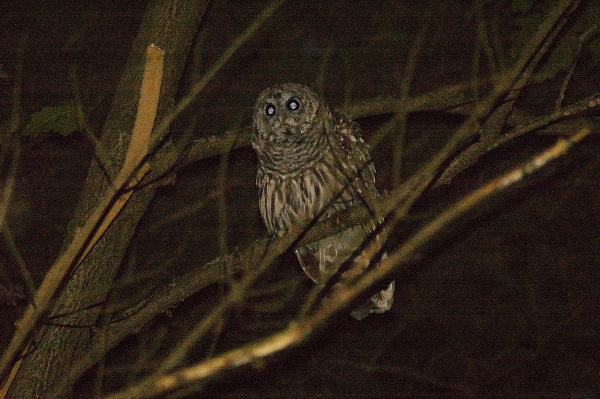 Barred Owl - ML84452551