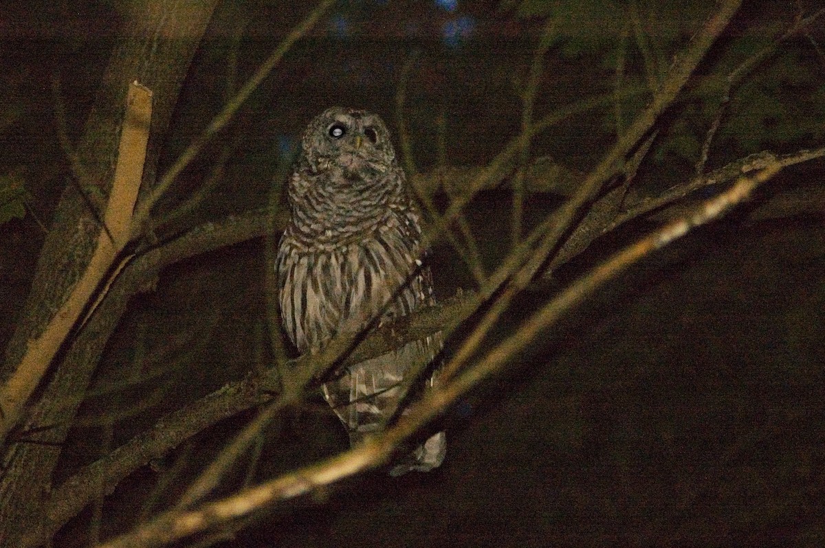 Barred Owl - ML84452591