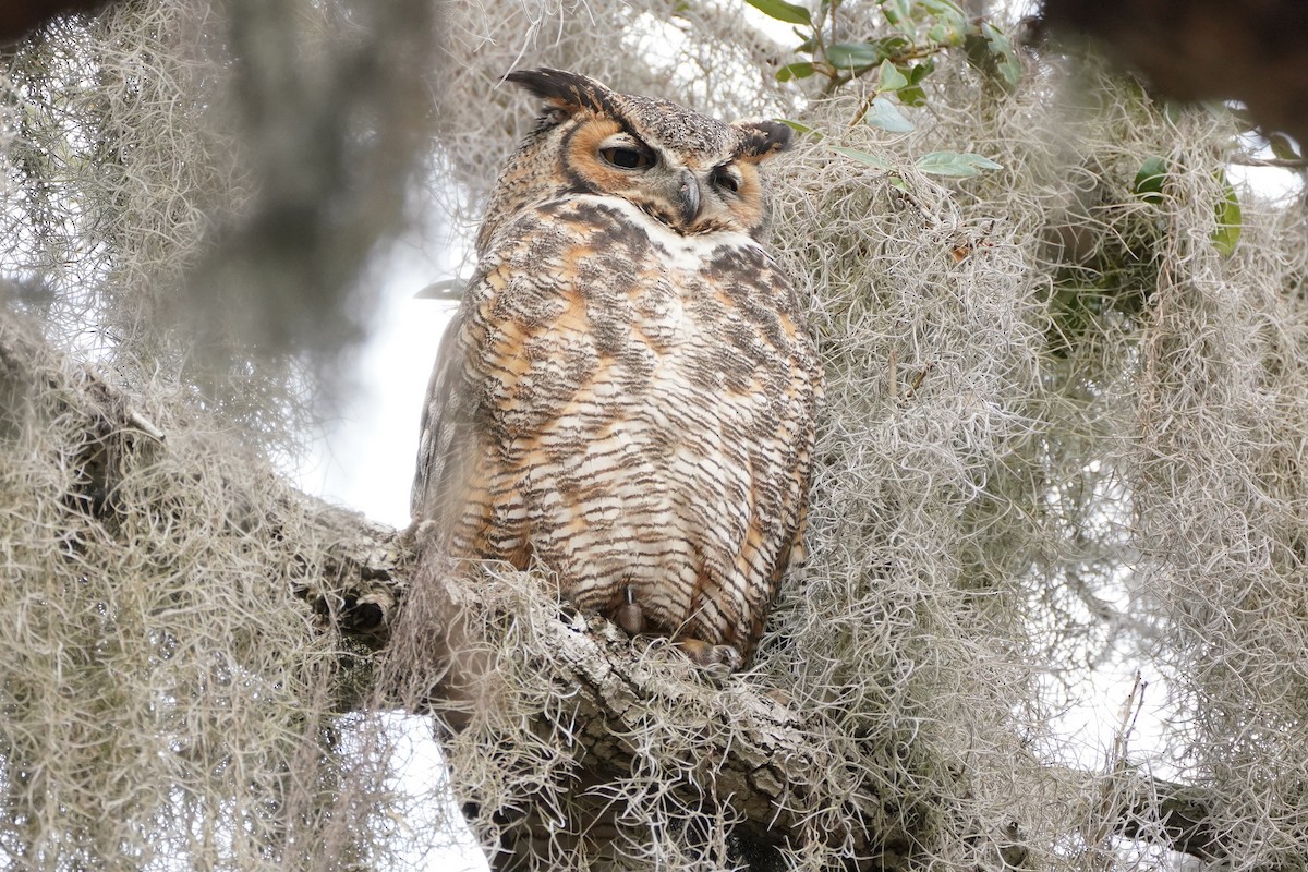 Great Horned Owl - ML84452841